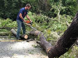 Reliable West Hills, NY Tree Care Solutions