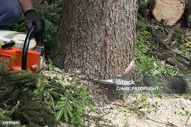 How Our Tree Care Process Works  in  West Hills, NY