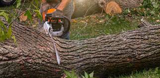 Best Tree and Shrub Care  in West Hills, NY